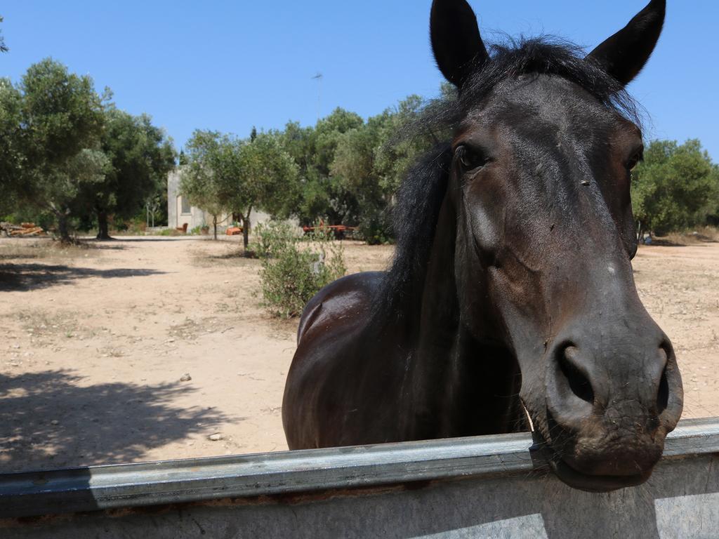 La Trottoria Agriturismo Otranto Exteriör bild